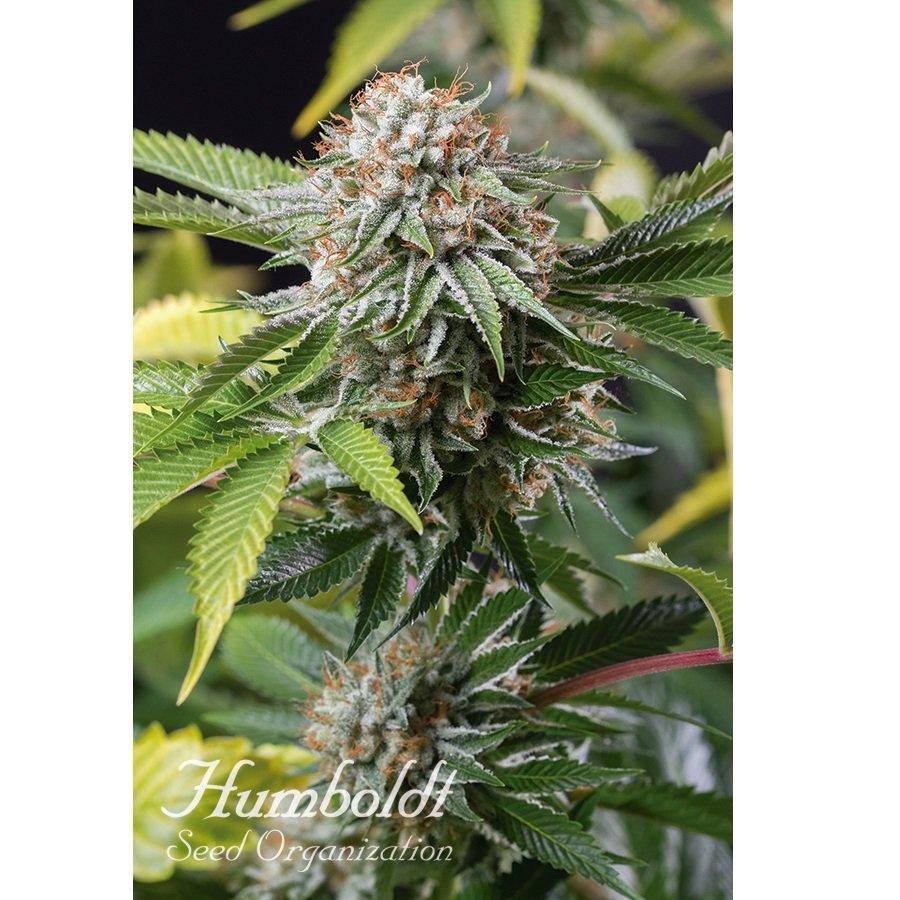 Aeroponica, Autocoltivazione, Brands_Humboldt Seeds, Coltivazione, FEMMINIZZATI, Idroponica, Indoor, Offerta, Outdoor, Semi, Semi da collezione, THC, Tipo_Femminizzati - doisgrowshop.it