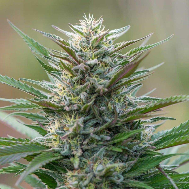 Aeroponica, Autocoltivazione, Brands_Humboldt Seeds, Coltivazione, FEMMINIZZATI, Idroponica, Indoor, Outdoor, Semi, THC, Tipo_Femminizzati - doisgrowshop.it