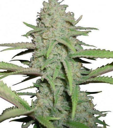 Aeroponica, Autocoltivazione, AUTOFIORENTI, Brands_Humboldt Seeds, Coltivazione, Idroponica, Indoor, Outdoor, Semi, THC, Tipo_Auto Fiorenti - doisgrowshop.it