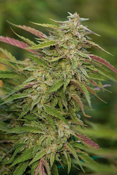 Aeroponica, Autocoltivazione, Brands_Humboldt Seeds, Coltivazione, FEMMINIZZATI, Idroponica, Indoor, Outdoor, Semi, THC, Tipo_Femminizzati - doisgrowshop.it