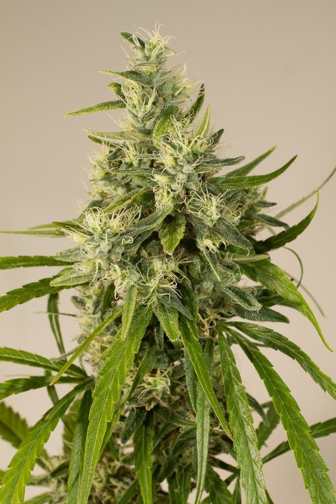Aeroponica, Autocoltivazione, Brands_Humboldt Seeds, CBD, Coltivazione, FEMMINIZZATI, Idroponica, Indoor, Outdoor, Semi, Semi da collezione, THC, Tipo_Femminizzati - doisgrowshop.it