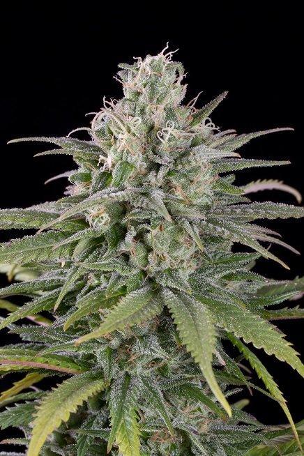 Aeroponica, Autocoltivazione, AUTOFIORENTI, Brands_Humboldt Seeds, CBD, Coltivazione, Idroponica, Indoor, Offerta, Outdoor, Semi, Semi da collezione, THC, Tipo_Auto Fiorenti - doisgrowshop.it