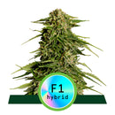 Royal Queen Seeds Epsilon F1 Automatic