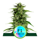 Royal Queen Seeds Hyperion F1 Automatic