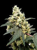 Paradise Seeds Lemonade Auto