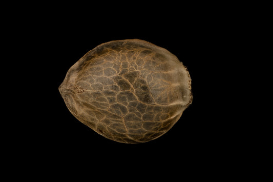 Silent Seeds Moby Dick