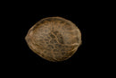 Silent Seeds Moby Dick
