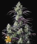 Aeroponica, AUTOFIORENTI, Automatiche, Brands_Fast Buds, Coltivazione, FEMMINIZZATI, Idroponica, Indoor, Mimosa Cake Auto, Outdoor, Semi, Semi da collezione, THC, Tipo_Auto Fiorenti - doisgrowshop.it