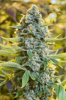 Silent Seeds Moby Dick