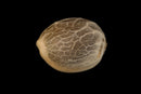 Silent Seeds Original Amnesia