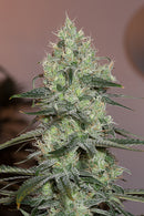 Silent Seeds Original Amnesia