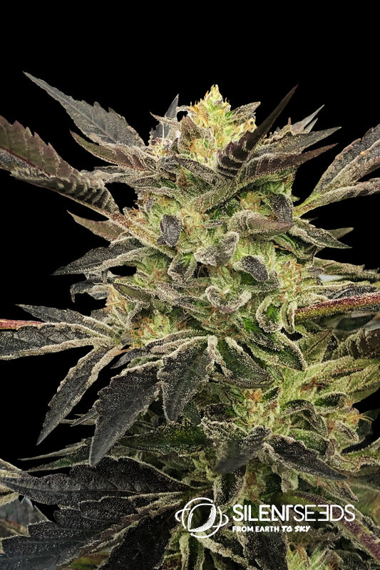 Silent Seeds Pink Sunset Auto