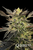 Silent Seeds Pink Sunset Auto