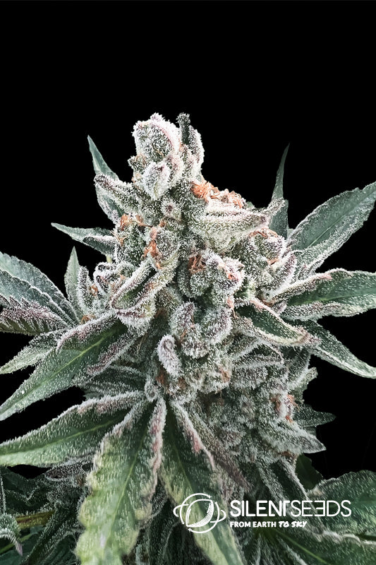 Silent Seeds Polar Gelato Auto