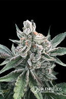 Silent Seeds Polar Gelato Auto