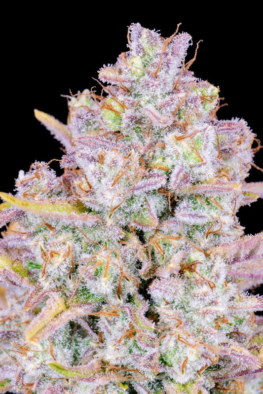 Aeroponica, AUTOFIORENTI, Automatiche, Brands_Fast Buds, Coltivazione, FEMMINIZZATI, Idroponica, Indoor, Outdoor, Purple Punch Auto, Semi, Semi da collezione, THC, Tipo_Auto Fiorenti - doisgrowshop.it