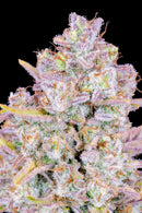 Aeroponica, AUTOFIORENTI, Automatiche, Brands_Fast Buds, Coltivazione, FEMMINIZZATI, Idroponica, Indoor, Outdoor, Purple Punch Auto, Semi, Semi da collezione, THC, Tipo_Auto Fiorenti - doisgrowshop.it