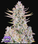 Aeroponica, AUTOFIORENTI, Automatiche, Brands_Fast Buds, Coltivazione, FEMMINIZZATI, Idroponica, Indoor, Outdoor, Purple Punch Auto, Semi, Semi da collezione, THC, Tipo_Auto Fiorenti - doisgrowshop.it