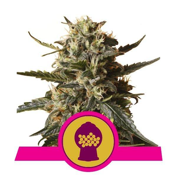 Aeroponica, Autocoltivazione, Brands_Royal Queen Seeds, Coltivazione, FEMMINIZZATI, Idroponica, Indoor, Outdoor, Semi, Semi da collezione, THC, Tipo_Femminizzati - doisgrowshop.it