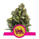 Aeroponica, Autocoltivazione, Brands_Royal Queen Seeds, Coltivazione, FEMMINIZZATI, Idroponica, Indoor, Outdoor, Semi, Semi da collezione, THC, Tipo_Femminizzati - doisgrowshop.it
