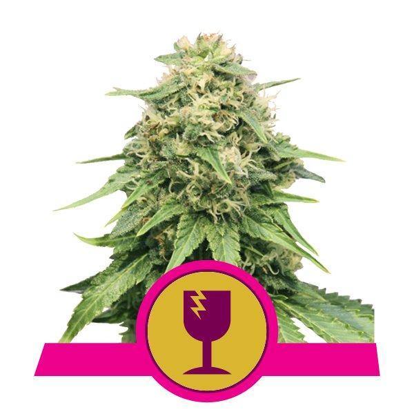 Aeroponica, Autocoltivazione, Brands_Royal Queen Seeds, Coltivazione, FEMMINIZZATI, Idroponica, Indoor, Outdoor, Semi, Semi da collezione, THC, Tipo_Femminizzati - doisgrowshop.it