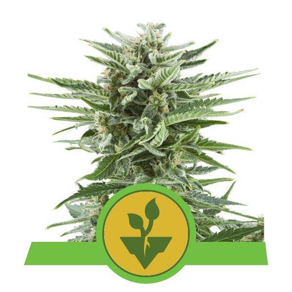 Aeroponica, Autocoltivazione, AUTOFIORENTI, Brands_Royal Queen Seeds, Coltivazione, Idroponica, Indoor, Outdoor, Semi, Semi da collezione, THC, Tipo_Auto Fiorenti - doisgrowshop.it