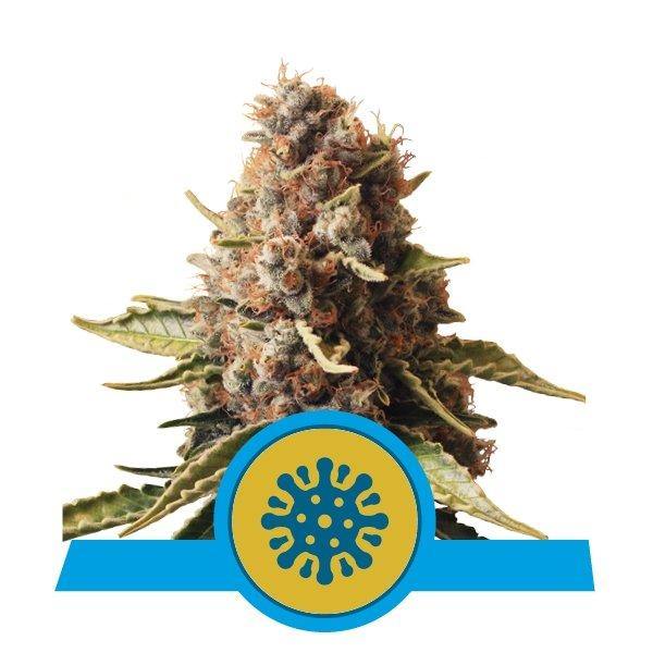 Aeroponica, Autocoltivazione, Brands_Royal Queen Seeds, cbd, Coltivazione, Idroponica, Indoor, Outdoor, Semi, Semi da collezione, THC, Tipo_CBD - doisgrowshop.it
