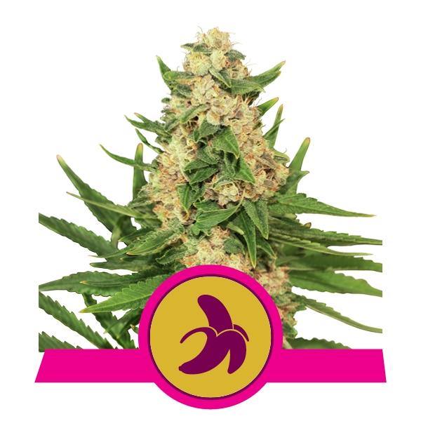 Aeroponica, Autocoltivazione, Brands_Royal Queen Seeds, Coltivazione, FEMMINIZZATI, Idroponica, Indoor, Outdoor, Semi, Semi da collezione, THC, Tipo_Femminizzati - doisgrowshop.it