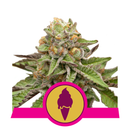 Aeroponica, Autocoltivazione, Brands_Royal Queen Seeds, Coltivazione, FEMMINIZZATI, Green Gelato, Idroponica, Indoor, Outdoor, Semi, Semi da collezione, THC, Tipo_Femminizzati - doisgrowshop.it