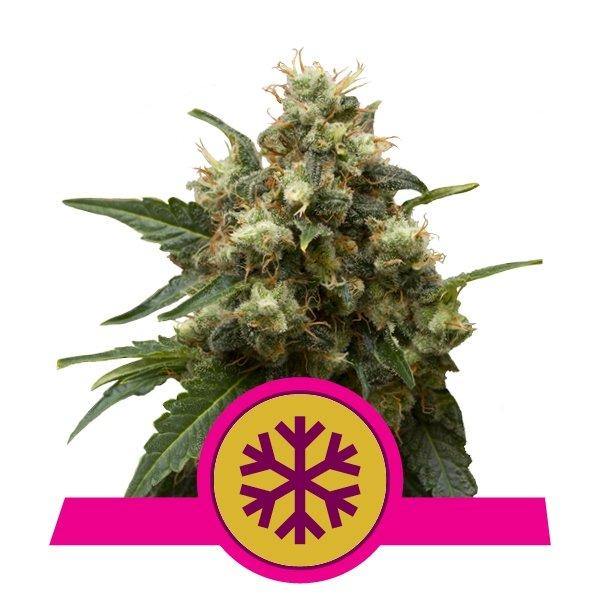 Aeroponica, Autocoltivazione, Brands_Royal Queen Seeds, Coltivazione, FEMMINIZZATI, Idroponica, Indoor, Outdoor, Semi, Semi da collezione, THC, Tipo_Femminizzati - doisgrowshop.it