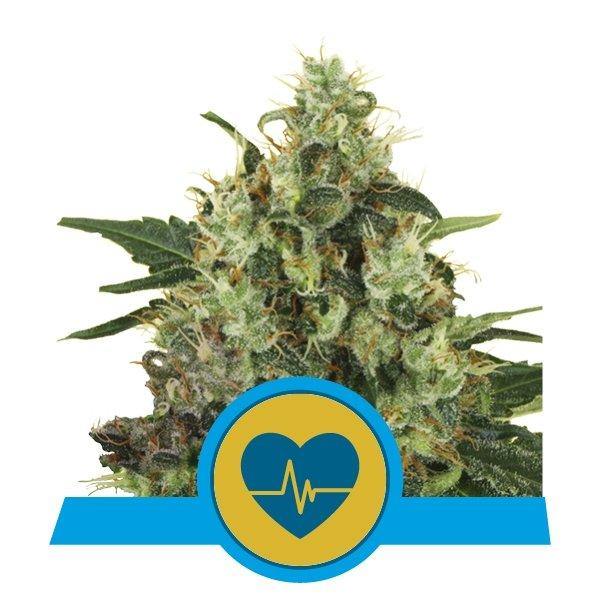 Aeroponica, Autocoltivazione, Brands_Royal Queen Seeds, cbd, Coltivazione, Idroponica, Indoor, Outdoor, Semi, Semi da collezione, THC, Tipo_CBD - doisgrowshop.it