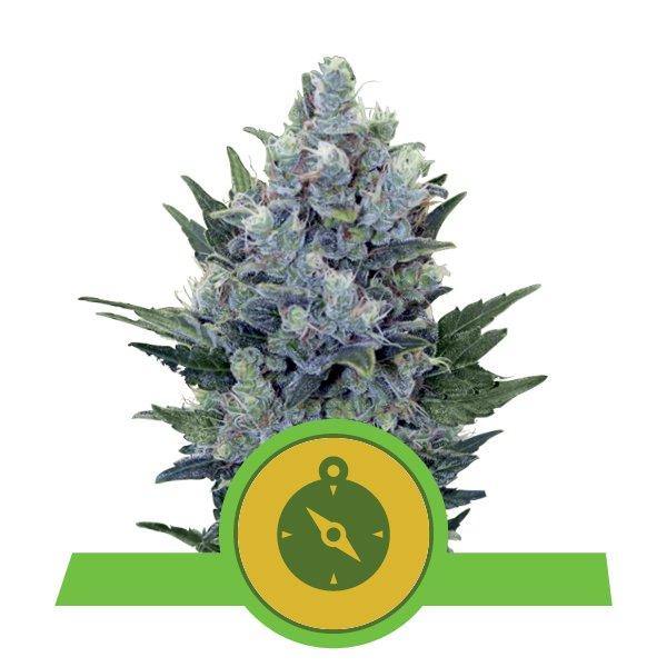 Aeroponica, AUTOFIORENTI, Brands_Royal Queen Seeds, Coltivazione, Idroponica, Indoor, Outdoor, Semi, Semi da collezione, THC, Tipo_Auto Fiorenti - doisgrowshop.it