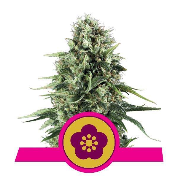Aeroponica, Brands_Royal Queen Seeds, Coltivazione, FEMMINIZZATI, Idroponica, Indoor, Outdoor, Semi, Semi da collezione, THC, Tipo_Femminizzati - doisgrowshop.it