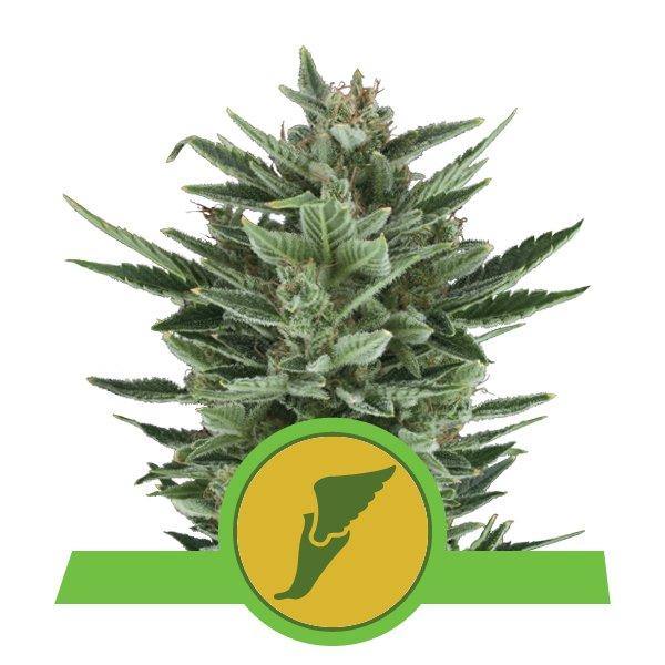 Aeroponica, AUTOFIORENTI, Brands_Royal Queen Seeds, Coltivazione, Idroponica, Indoor, Outdoor, Semi, Semi da collezione, THC, Tipo_Auto Fiorenti - doisgrowshop.it