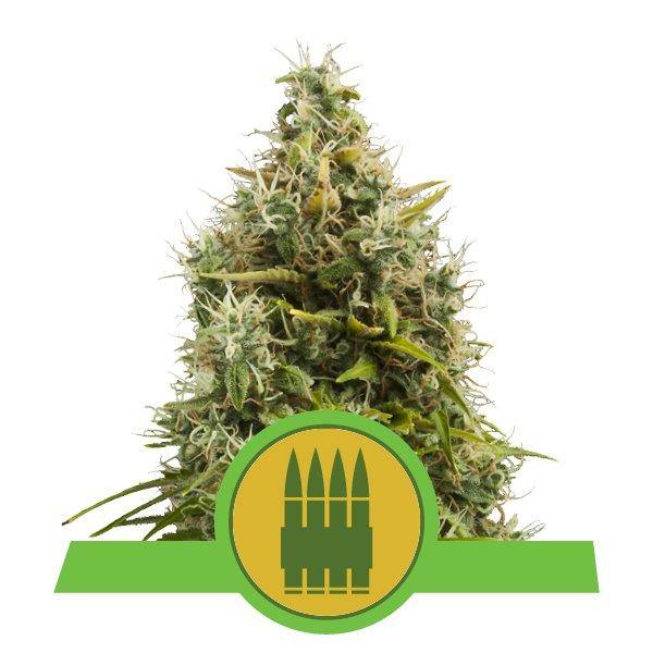 Aeroponica, AUTOFIORENTI, Brands_Royal Queen Seeds, Coltivazione, Idroponica, Indoor, Outdoor, Semi, Semi da collezione, THC, Tipo_Auto Fiorenti - doisgrowshop.it