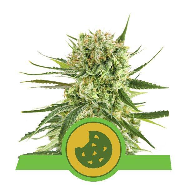 Aeroponica, AUTOFIORENTI, Brands_Royal Queen Seeds, Coltivazione, Idroponica, Indoor, Outdoor, Semi, Semi da collezione, THC, Tipo_Auto Fiorenti - doisgrowshop.it