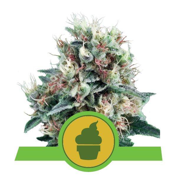 Aeroponica, AUTOFIORENTI, Brands_Royal Queen Seeds, Coltivazione, Idroponica, Indoor, Outdoor, Semi, Semi da collezione, THC, Tipo_Auto Fiorenti - doisgrowshop.it