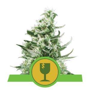 Aeroponica, AUTOFIORENTI, Brands_Royal Queen Seeds, Coltivazione, Idroponica, Indoor, Outdoor, Semi, Semi da collezione, THC, Tipo_Auto Fiorenti - doisgrowshop.it