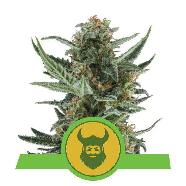 Aeroponica, AUTOFIORENTI, Brands_Royal Queen Seeds, Coltivazione, Idroponica, Indoor, Outdoor, Semi, Semi da collezione, THC, Tipo_Auto Fiorenti - doisgrowshop.it
