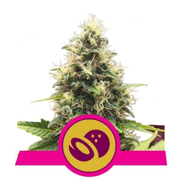 Aeroponica, Brands_Royal Queen Seeds, Coltivazione, FEMMINIZZATI, Idroponica, Indoor, Outdoor, Semi, THC, Tipo_Femminizzati - doisgrowshop.it