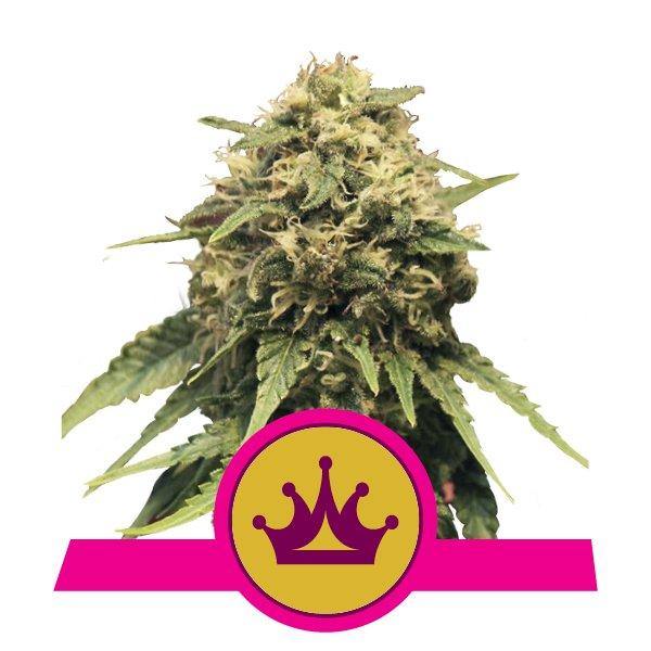 Aeroponica, Brands_Royal Queen Seeds, Coltivazione, FEMMINIZZATI, Idroponica, Indoor, Outdoor, Semi, THC, Tipo_Femminizzati - doisgrowshop.it