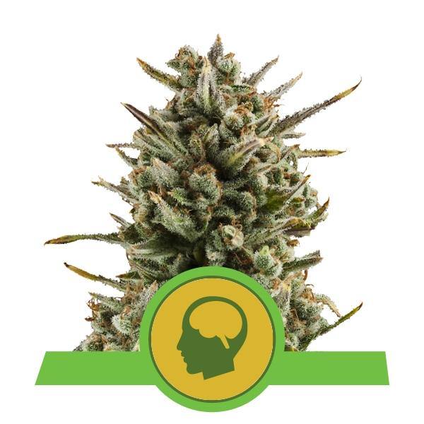 Aeroponica, Amnesia Haze Auto, Autocoltivazione, AUTOFIORENTI, Brands_Royal Queen Seeds, Coltivazione, Idroponica, Indoor, Outdoor, Semi, Semi da collezione, THC, Tipo_Auto Fiorenti - doisgrowshop.it