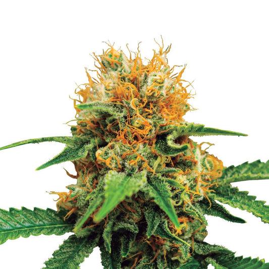 Aeroponica, Autocoltivazione, AUTOFIORENTI, Brands_Royal Queen Seeds, Coltivazione, Do-Si-Dos Auto, Idroponica, Indoor, Outdoor, Semi, Semi da collezione, THC, Tipo_Auto Fiorenti - doisgrowshop.it