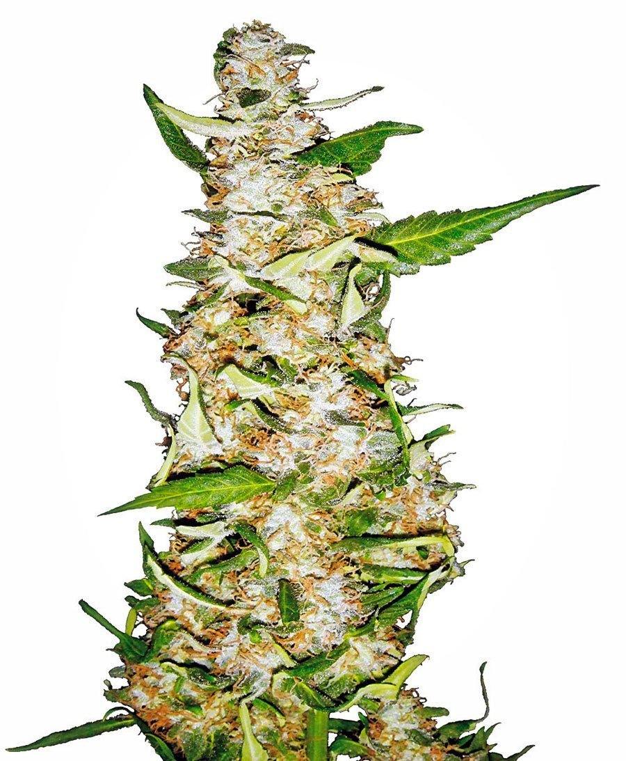 Aeroponica, AUTOFIORENTI, Brands_Sensi Seeds, CBD, Coltivazione, Idroponica, Indoor, Outdoor, Semi, Semi da collezione, Skunk #1 Auto, THC, Tipo_Auto Fiorenti - doisgrowshop.it