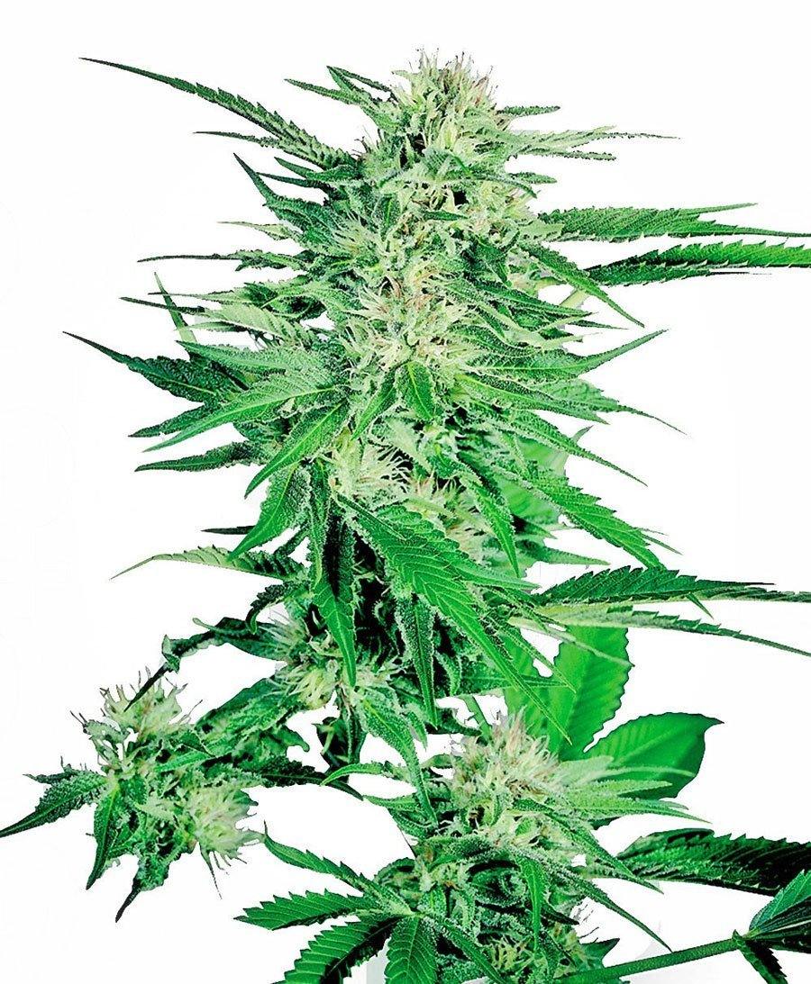 Aeroponica, Big Bud, Brands_Sensi Seeds, CBD, Coltivazione, FEMMINIZZATI, Idroponica, Indoor, Outdoor, Semi, Semi da collezione, THC - doisgrowshop.it