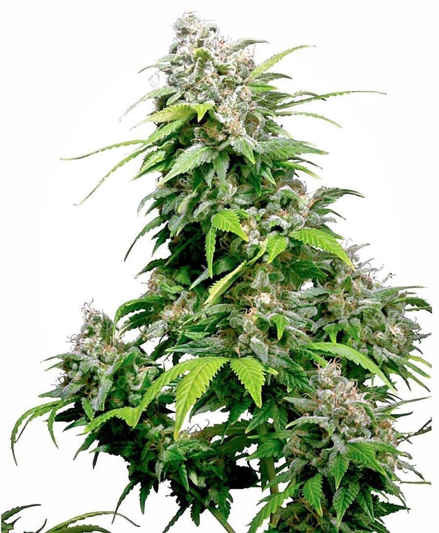 Aeroponica, Brands_Sensi Seeds, California Indica, CBD, Coltivazione, FEMMINIZZATI, Idroponica, Indoor, Outdoor, Semi, Semi da collezione, THC - doisgrowshop.it