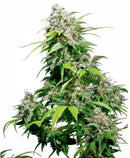 Aeroponica, Brands_Sensi Seeds, California Indica, CBD, Coltivazione, FEMMINIZZATI, Idroponica, Indoor, Outdoor, Semi, Semi da collezione, THC - doisgrowshop.it