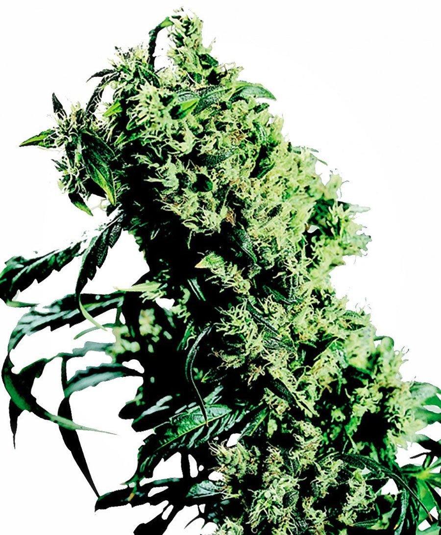 Aeroponica, Brands_Sensi Seeds, CBD, Coltivazione, FEMMINIZZATI, Idroponica, Indoor, Northern Lights #5 X Haze, Outdoor, Semi, Semi da collezione, THC - doisgrowshop.it