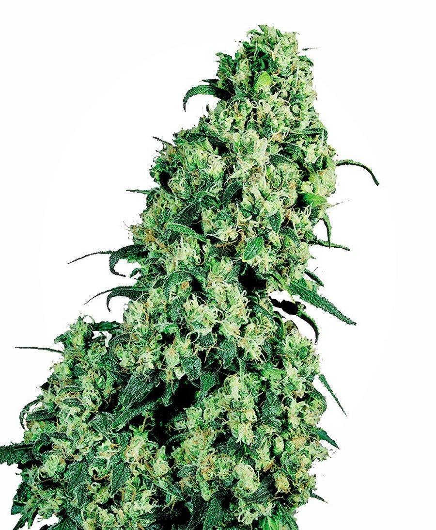 Aeroponica, Brands_Sensi Seeds, CBD, Coltivazione, FEMMINIZZATI, Idroponica, Indoor, Outdoor, Semi, Semi da collezione, Skunk #1, THC - doisgrowshop.it