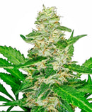 Aeroponica, AUTOFIORENTI, Brands_Sensi Seeds, CBD, Coltivazione, Idroponica, Indoor, Outdoor, Semi, Semi da collezione, Super Skunk Auto, THC, Tipo_Auto Fiorenti - doisgrowshop.it